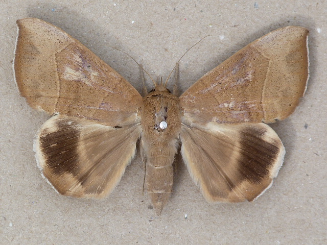 Achaea trapezoides